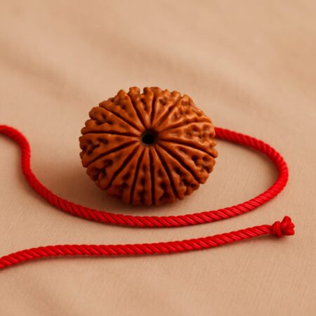 13 Mukhi Rudraksha