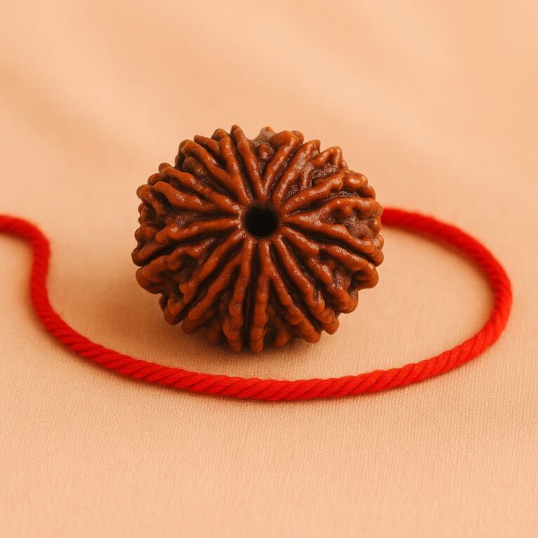 11 Mukhi Rudraksha